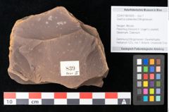 Foto (Objekt + Etikett) von Quercus palaeoilex Ettingshausen (NHMW-GEO-2024-0188-0839)